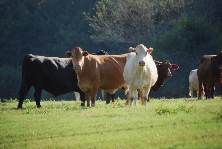 Nature grass field farm Photo