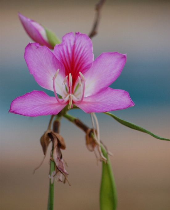 Fleurir usine la photographie fleur