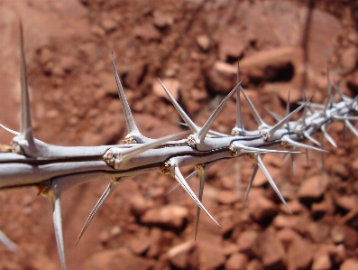 Nature branch spiky prickly Photo