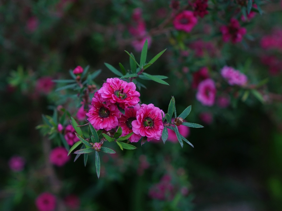 Natur zweig blüte anlage