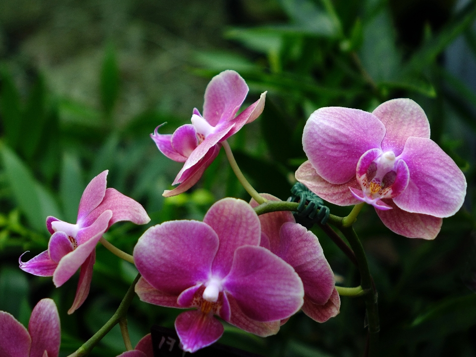 Zweig blüte anlage blatt