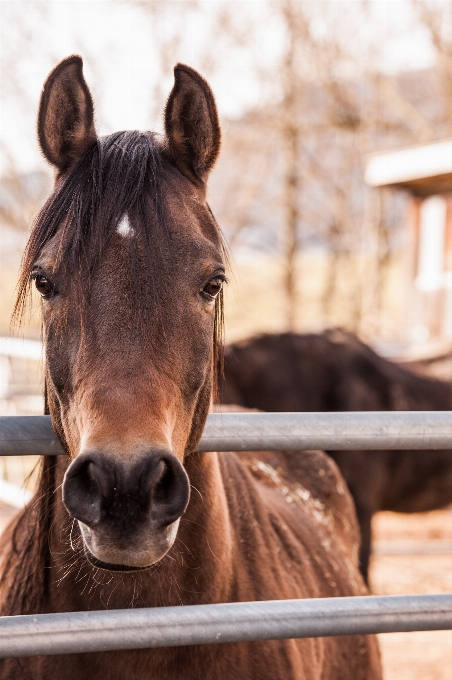 Horse mammal stallion mane