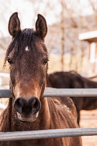 Horse mammal stallion mane Photo