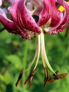 Blossom plant flower petal Photo