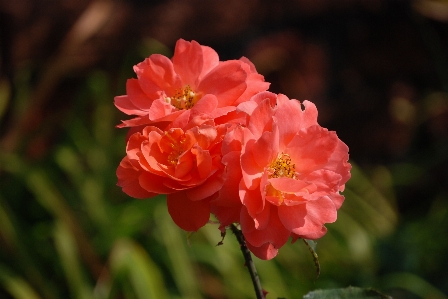 Blossom growth plant leaf Photo