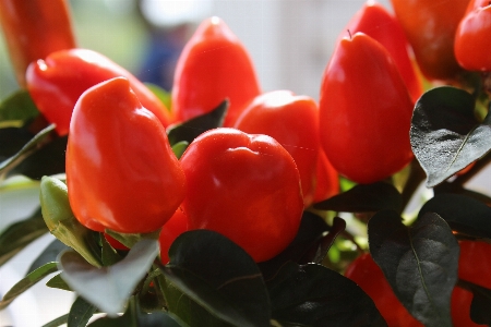 Plant flower petal food Photo