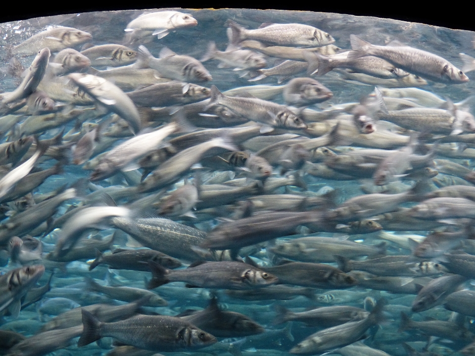 La biologie poisson mouvement sardine
