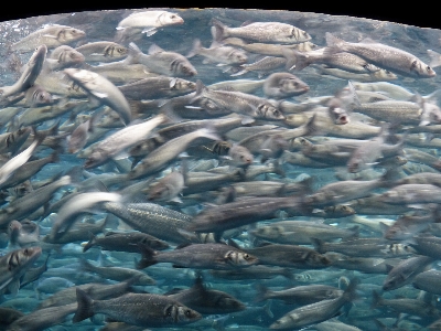 Foto Biologi ikan pergerakan sarden
