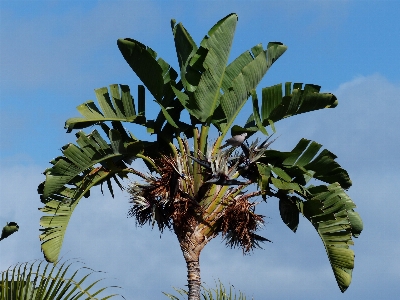 Tree branch blossom plant Photo