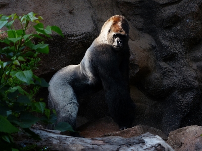 Animal recreation wildlife zoo Photo