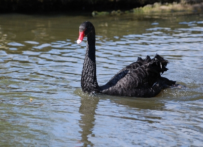 Foto Acqua uccello ala lago