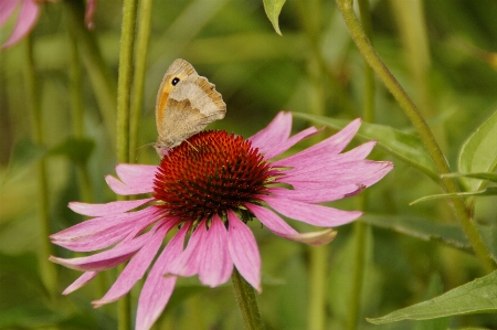 自然 花 羽 植物 写真