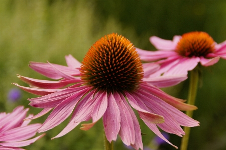 自然 花 植物 写真撮影 写真