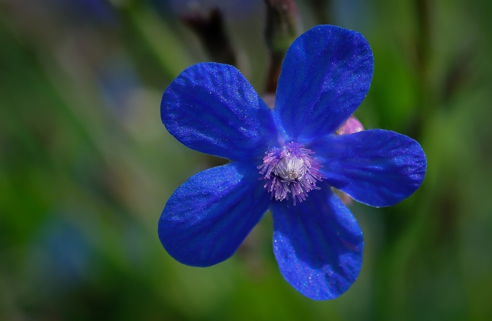 Naturaleza florecer planta flor