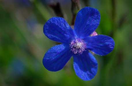 Nature blossom plant flower Photo