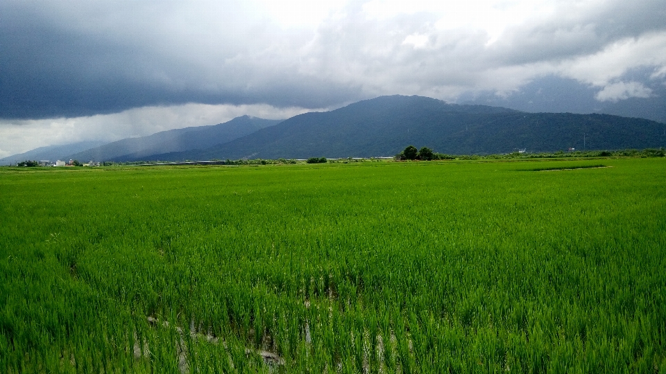 Paesaggio natura erba orizzonte