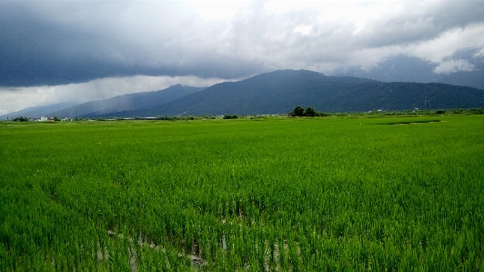 Landscape nature grass horizon Photo