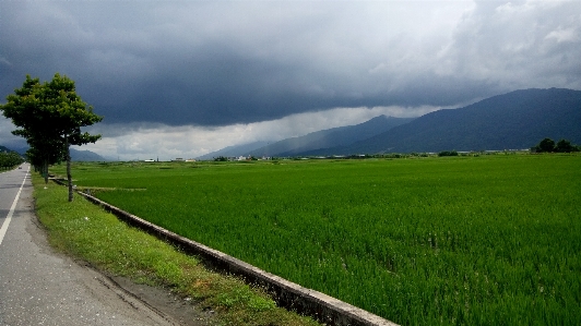 風景 自然 草 地平線 写真