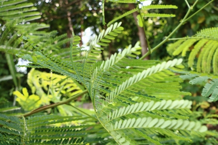 Foto Albero ramo pianta foglia