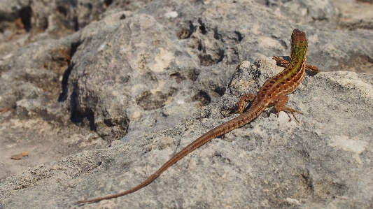 Wildlife soil reptile fauna Photo