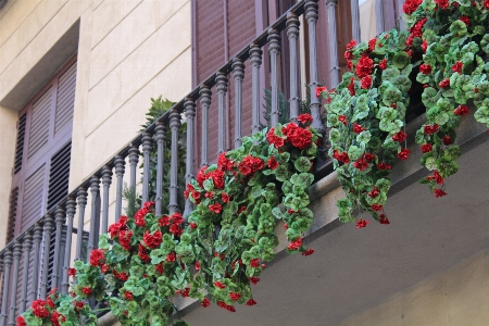 Foto Cerca plantar flor sacada