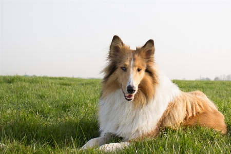 Grass view dog animal Photo