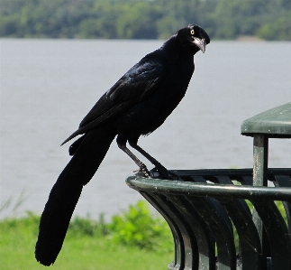 自然 鳥 羽 湖 写真