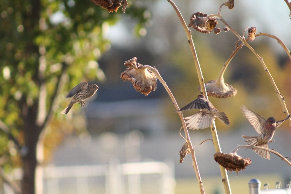 Nature branch bird flower