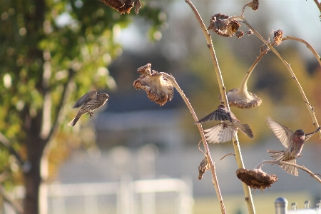 Natur zweig vogel blume Foto