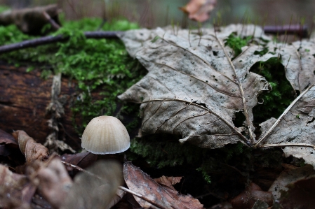 Tree nature forest leaf Photo