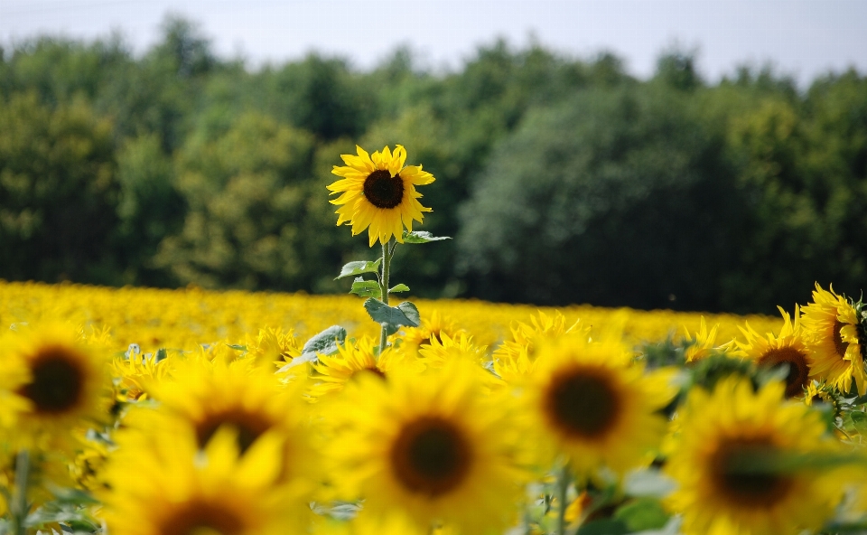 Plant field meadow prairie