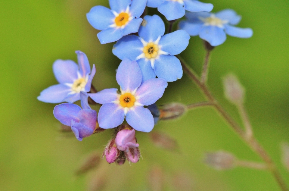 Naturaleza florecer planta flor