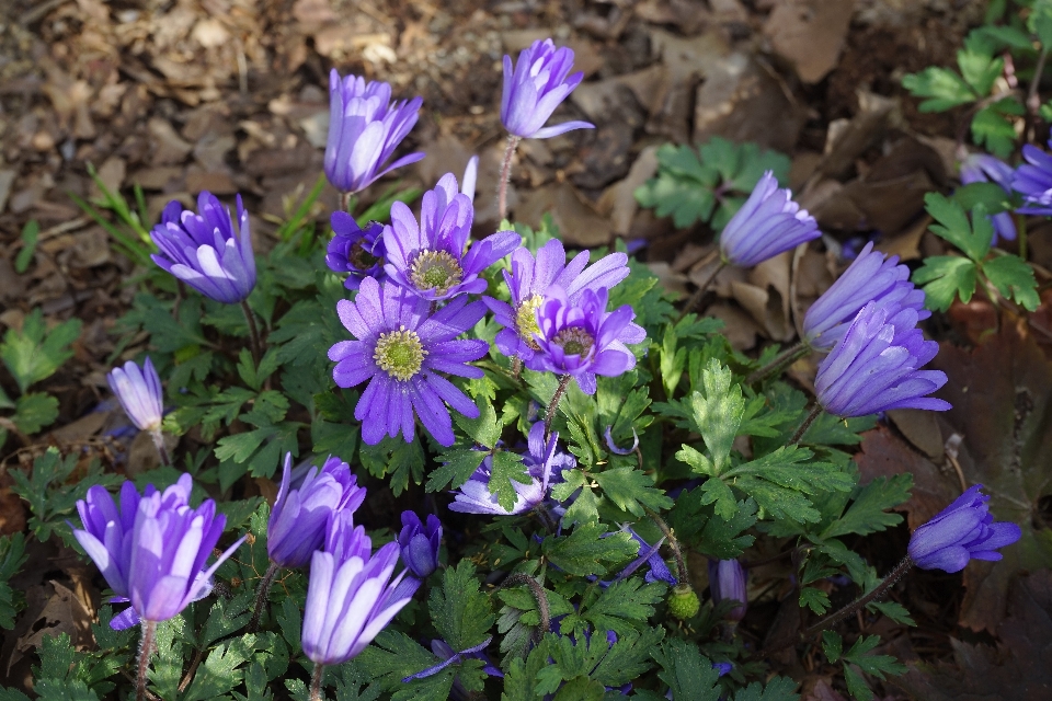 Plant flower petal herb