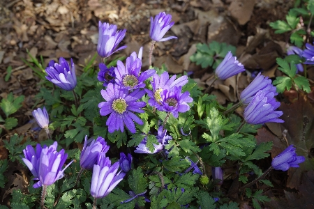 植物 花 花弁 ハーブ 写真