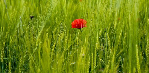 Nature grass blossom plant Photo