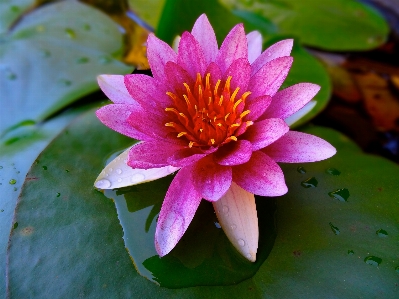 花 植物 葉 花弁 写真