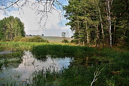 Landscape tree water nature Photo