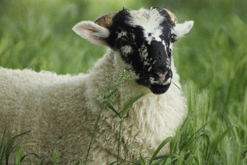 Grass field meadow animal