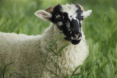 Grass field meadow animal Photo