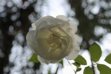 自然 ブランチ 花 植物 写真