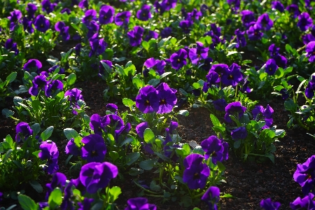 Blossom plant meadow flower Photo