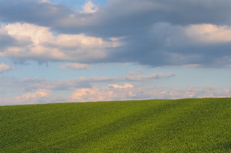 風景 自然 草 地平線 写真