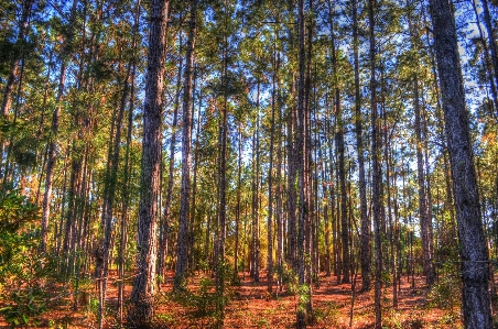 Tree forest branch plant Photo