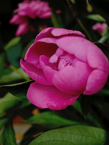 植物 花 花弁 薔薇 写真