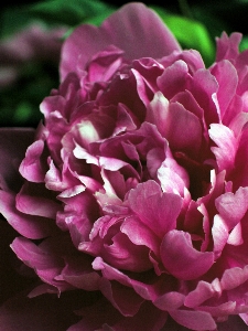 Blossom plant flower petal Photo