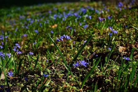 Nature grass blossom plant Photo