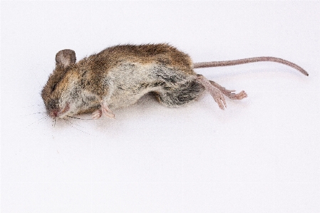 Nature mouse mammal dead Photo