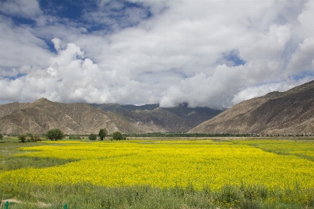 風景 自然 草 地平線 写真