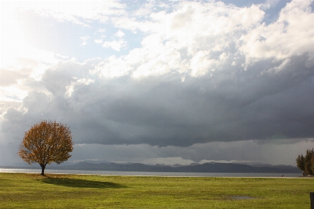 Landscape tree nature grass Photo