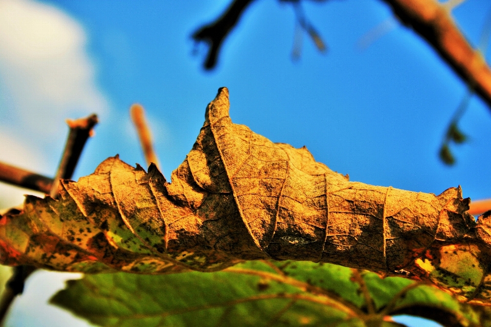 árbol naturaleza rama planta